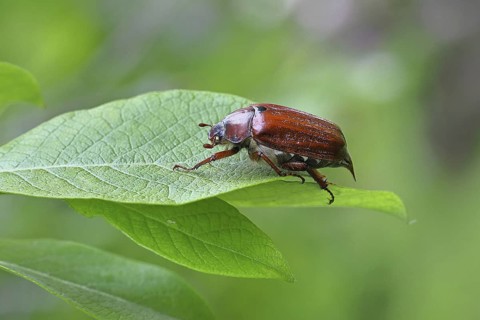May beetle, wood cockchafer (Melolontha hippocastani), female, on leaf of a willow (Salix caprea),