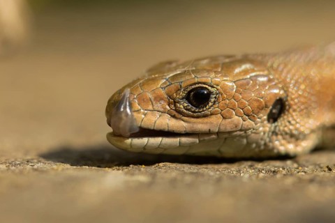 Common lizard (Zootoca vivipara) adult reptile licking its lips on a wooden sleeper, England,