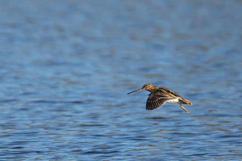 Common snipe (Gallinago gallinago) adult bird in flight over a lake, England, United Kingdom
