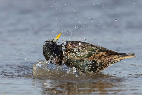 European starling (Sturnus vulgaris) adult bird bathing in a puddle, England, United Kingdom