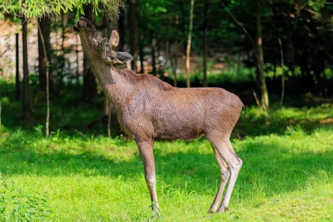 An aggressive bull moose (Alces alces) calms down by nibbling on the needles of a spruce tree