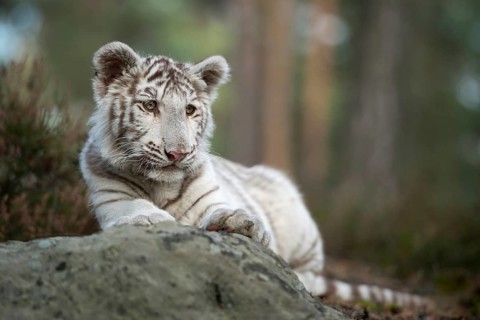 Resting... Royal Bengal tiger (Panthera tigris), young white Indian tiger in a natural environment,