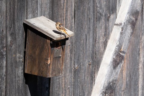 A redstart (Phoenicurus phoenicurus) female sits on a birdhouse and has insects in her beak, animal