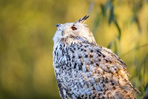 Siberian eagle-owl (Bubo bubo sibiricus) portrait, autumn, Bavaria, Germany