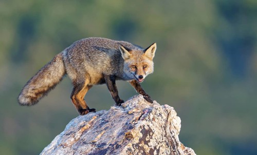 Red fox (Vulpes vulpes) in early morning light on a rock, Sierra de San Pedro, Extremadura, Spain