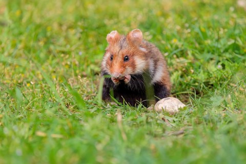 A European hamster (Cricetus cricetus) cleans its snout in a green meadow on a cloudy day