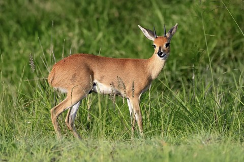 Steenbok (Raphicerus campestris), adult, male, foraging, vigilant, dwarf antelope, Kruger, Kruger