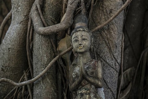 Bodhi tree, Ficus religiosa, wooden figure, Koh Phi Phi, Krabi, Andaman Sea, Thailand