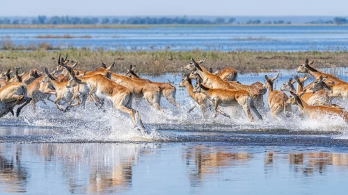 Red Lechwe herd, Kobus leche, running for crossing the Chobe river. Wild antelopes in natural