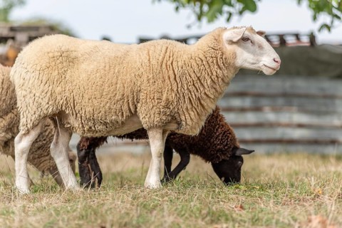 Een wit schaap staat rustig in een veld, terwijl een bruin schaap onder het witte schaap in het