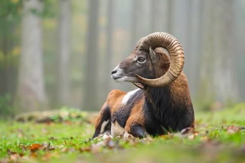 European mouflon (Ovis aries musimon) ram (male) lying in a forest in autumn, Bavaria, Germany