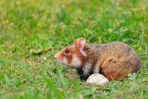 A European hamster (Cricetus cricetus) sits in a green meadow next to its burrow on a cloudy day