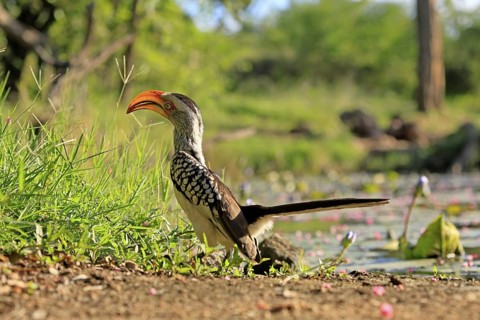 Southern Yellow-billed Hornbill (Tockus leucomelas), Red-ringed Hornbill, adult, on ground, alert,