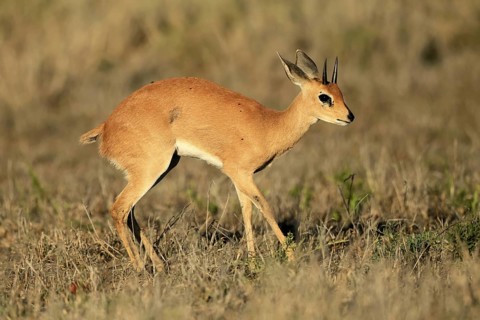 Steenbok (Raphicerus campestris), adult, male, foraging, vigilant, dwarf antelope, Kruger, Kruger