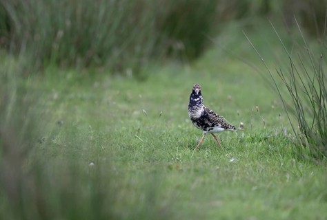 Ruff (Philomachus pugnax) in a meadow, Texel, North Holland, Netherlands