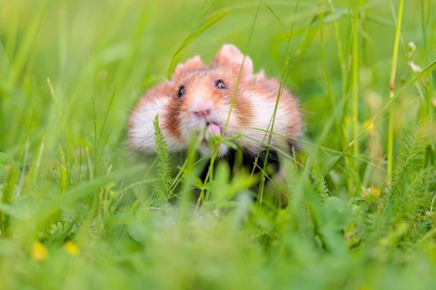 A European hamster (Cricetus cricetus) collects herbs, grass and daisies in a fresh green meadow