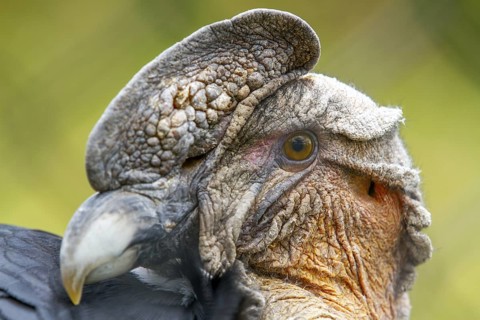Andean condor (Vultur gryphus), Condor male perched on a rock, Portrait, Close-up, Cotopaxi