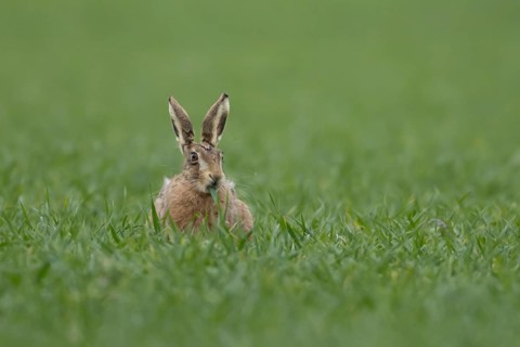 European brown hare (Lepus europaeus) adult animal feeding in a farmland cereal field in
