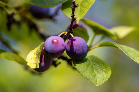Ripe plums on the tree in the garden