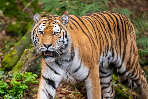 Siberian tiger or Amur tiger (Panthera tigris altaica) walking on the ground in autumn, captive,