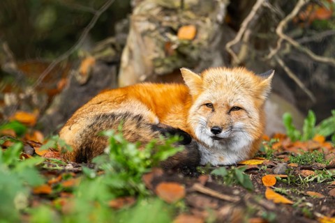 Red fox (Vulpes vulpes) lying in a forest in autumn, Bavaria, Germany