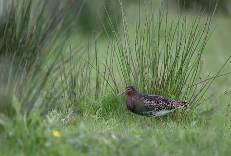 Ruff (Philomachus pugnax) in a meadow, Texel, North Holland, Netherlands