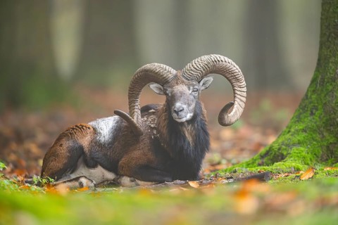 European mouflon (Ovis aries musimon) ram (male) lying in a forest in autumn, Bavaria, Germany