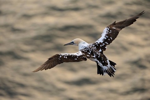 Golden light... Northern gannet (Morus bassanus), already older young bird in flight over the water