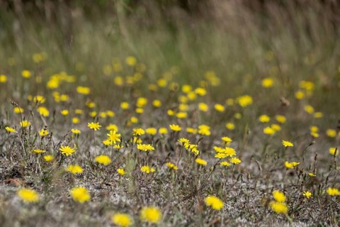 Hawkweed (Hieracium), Emsland, Lower Saxony, Germany