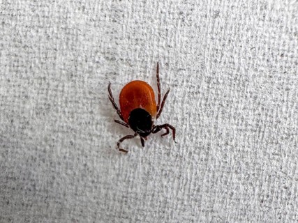 Extreme close-up of Castor Bean Tick (Ixodes ricinus) female shield tick after tick bite with