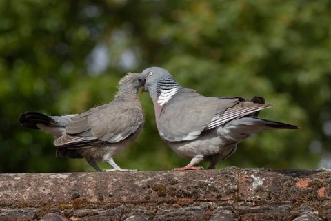 Wood pigeon (Columba palumbus) two birds with a juvenile squab bird being fed by an adult parent