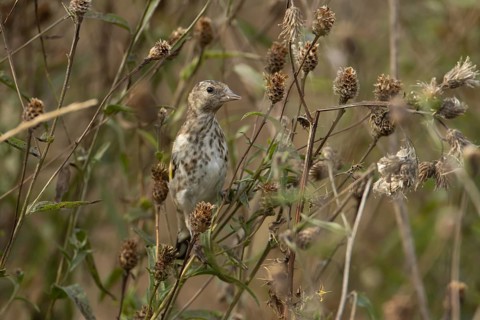 European goldfinch (Carduelis carduelis) juvenile bird on a Knapweed seed head, England, United
