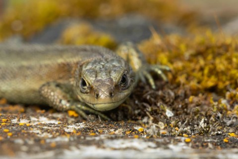 Common lizard (Zootoca vivipara) adult reptile resting on a wooden sleeper, England, United Kingdom