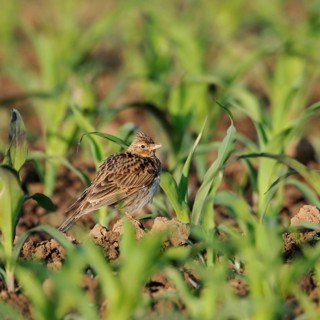 In young maize... Skylark (Alauda arvensis), well-known native songbird, typical character bird of