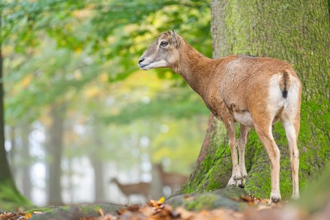 European mouflon (Ovis aries musimon) sheep (female) standing in a forest in autumn, Bavaria,