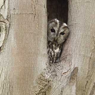 Who's looking... Tawny owl (Strix aluco), native, generally known owl looks out of its natural