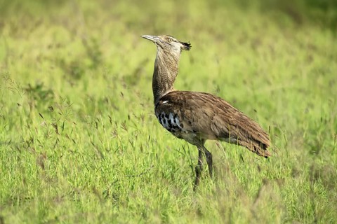 Kori Bustard (Ardeotis kori), Kori Bustard, adult, foraging, alert, Kruger, Kruger National Park,