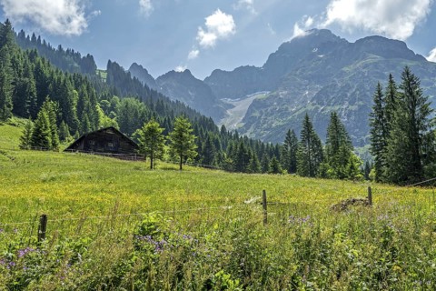 Meadow in bloom with Äußere Widderstein Alpe, behind Großer Widderstein, Bärgunttal, near Baad,