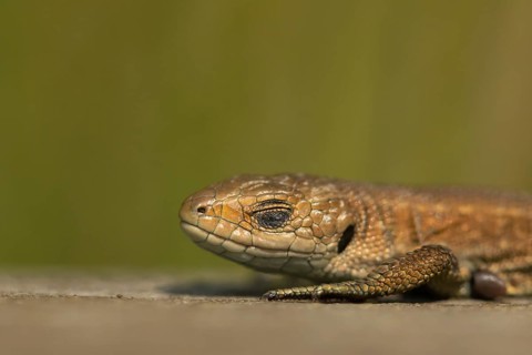 Common lizard (Zootoca vivipara) adult reptile sleeping on a wooden sleeper, England, United