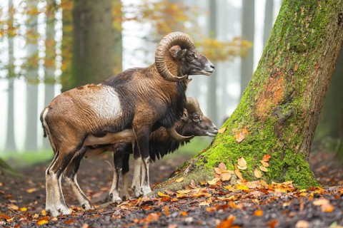European mouflon (Ovis aries musimon) ram (male) standing in a forest in autumn, Bavaria, Germany