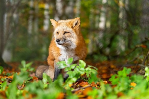 Red fox (Vulpes vulpes) standing in a forest in autumn, Bavaria, Germany