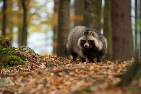 Food opportunist... Raccoon dog (Nyctereutes procyonoides), highly adaptable carnivore, omnivore