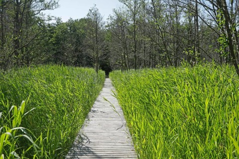 Trees, reeds, hiking trail, footbridge, Darßer Ort, Born a. Darß, National Park Vorpommersche