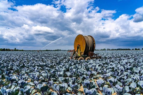 Agriculture, artificial irrigation of a field, irrigation system, cabbage cultivation, red cabbage,