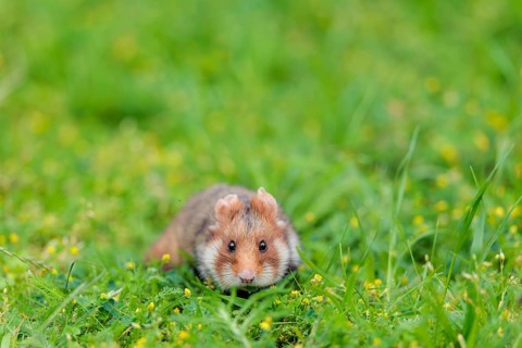 A European hamster (Cricetus cricetus) collects herbs, grass and daisies in a fresh green meadow
