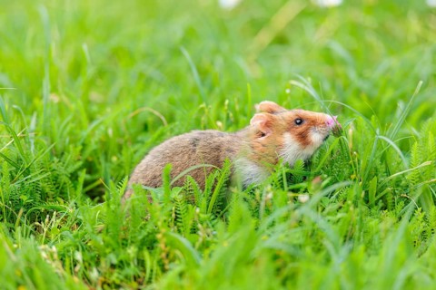 A European hamster (Cricetus cricetus) collects herbs, grass and daisies in a fresh green meadow
