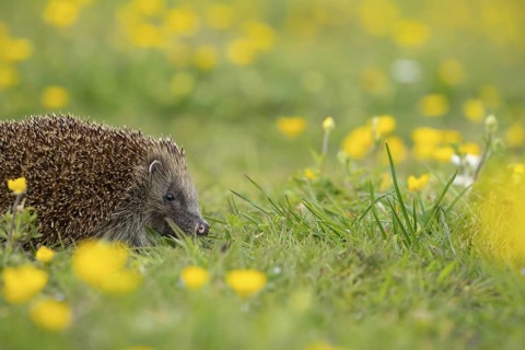 European hedgehog (Erinaceus europaeus) adult animal in a spring time meadow with flowering