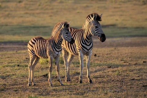 Burchell's zebra (Equus quagga burchelli), Burchell's zebra, adult, half-grown juvenile, two