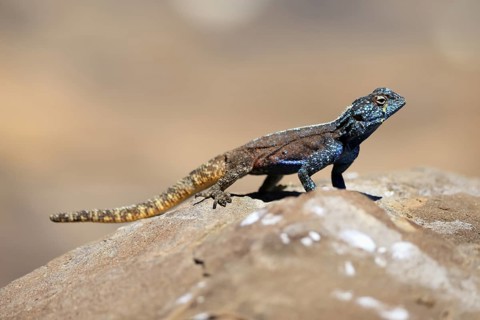 Southern rock agama (Agama atra), adult, male, on ground, rocks, foraging, Kruger, Kruger National
