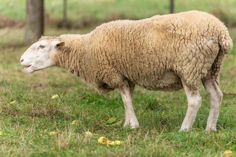 Het schaap staat op groen gras met gevallen appels. The roof is beige and white, with a white kale